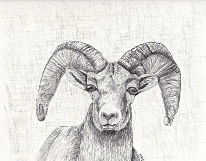 Ram Animal Drawing at PaintingValley.com Explore collection 