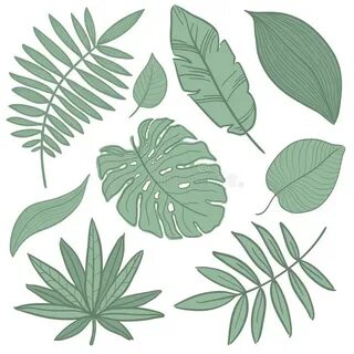 Tropical Split Leaf Philodendron Leaves Collection. Watercol