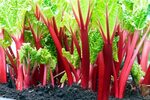 Is rhubarb, the tangy perennial, a fruit or a vegetable? Hap