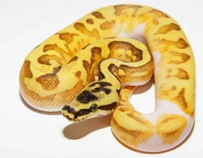 Pastel Super Enchi Yellow Belly Pied - Ghi Reptiles Ball pyt