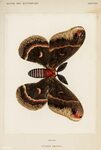Cecropia Moth (Attacus Cecropia) from Moths and Butterflies 