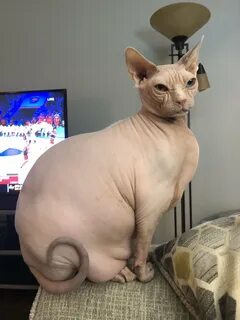 Sphynx Fat Cat - 54 photo