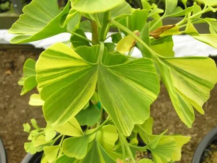 Majestic Butterfly Maidenhair Tree Katsura Gardens