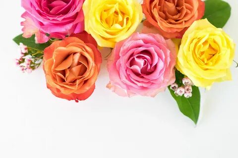 Picture Of A Dozen Roses - Smart-news Biz