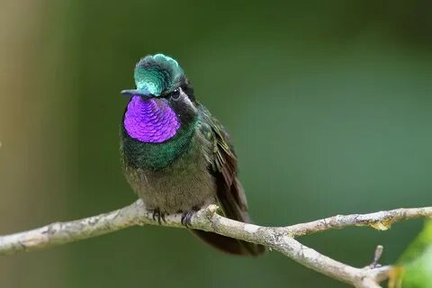 Форумы о птицах. Коста Рика