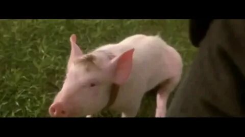 That'll Do Pig Movie Quote Line Database - YouTube