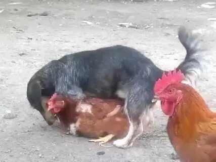 Chicken fucker dog - YouTube