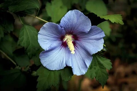 12 Rose of Sharon Varieties for Your Landscape