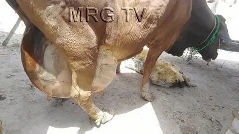 WORLD BIG AND HIGH CAPACITY MILKING COW @60kg Milk Capacity 