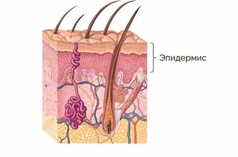 Рис. 1: Эпидермис - самый верхний слой кожи, который состоит из кератиноцит...