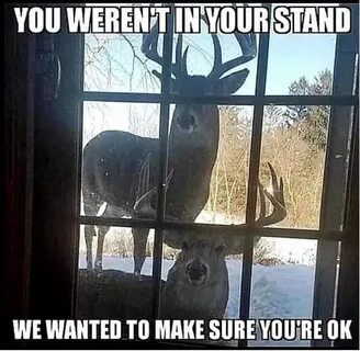 Pin by Cindy Abbott on *Quotes for occasion* Funny deer, Fun