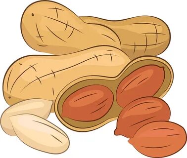 Peanut clipart. Free download transparent .PNG Creazilla