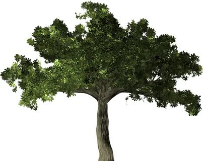 Tree Transparent Background 22, Buy Clip Art - Fig Tree Tran