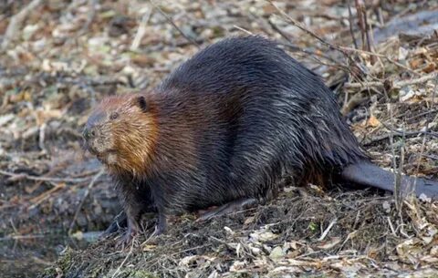 Beaver dam causes property to flood, home to sink