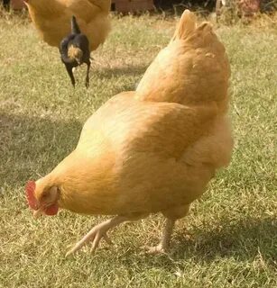 Buff Orpington Chicken For Sale Cackle Hatchery Buff orpingt