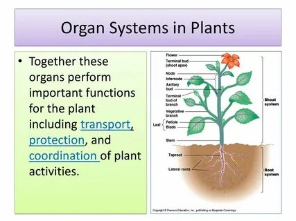 Plants: Structure & Function - ppt download