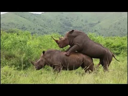 White Rhinos Mating in Hluhluwe - YouTube