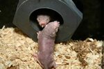 Naked Mole Rat Day Zoo Atlanta