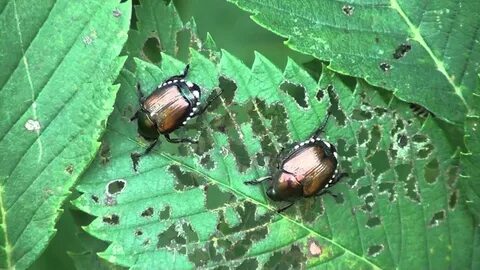 Japanese Beetles (Scarabaeidae: Popillia japonica) Showing Elm Leaf Damage - You