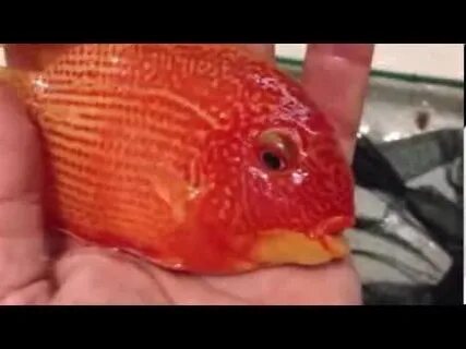 UNDERWATER - Severum Super Red Spotted. - YouTube
