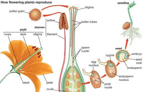 Pre fertilization : Structures and Events of Flowering Plant