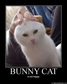 Easter cat meme