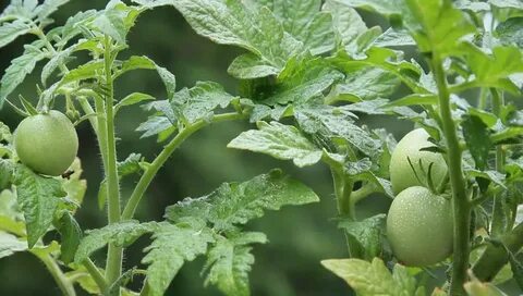 Video Stok homegrown tomato plants green tomatoes (100% Tanp