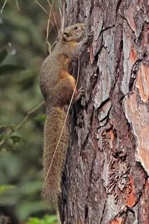 Irrawaddy squirrel - Wikipedia Republished // WIKI 2