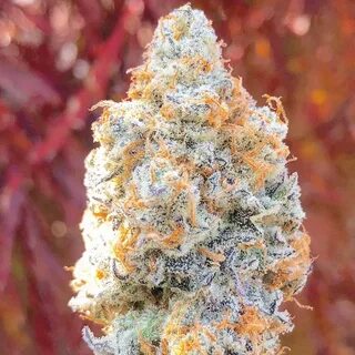 Crystal Coma Strain - Buy weed online with bitcoins