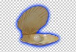 Clam Cockle Mussel Oyster Seashell - PEARL SHELL cut out PNG