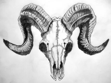 Drawn horns ram - Pencil and in color drawn horns ram Good i