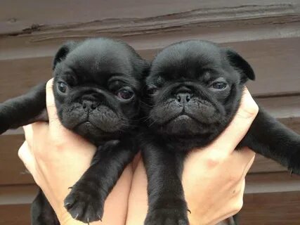 gray pugs for sale Online Shopping