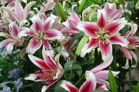 70+ Stargazer Lily Wallpaper on WallpaperSafari