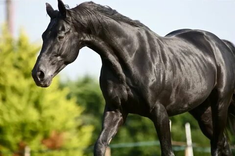 Horses, Black horses, All horse breeds