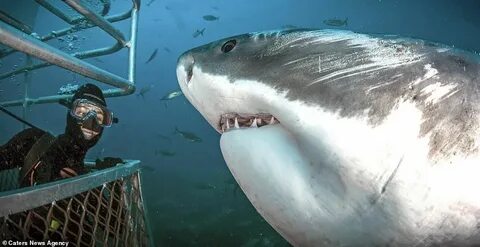 Cage diver and mammoth shark appear to SMILE together for th