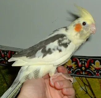 Cockatiel Color Mutations Feisty Feathers