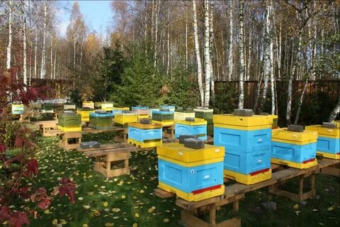 Высокий уровень развития пчеловодства в Украине