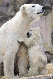 Incredible Photographs Of Polar Bear Incredible Snaps