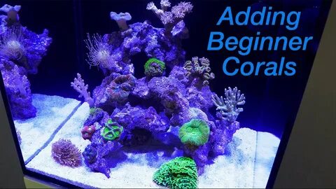 How to Setup a Reef Tank - Part 4: Hardy Beginner Corals and