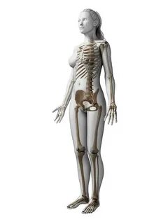 Female Skeleton Photograph by Sebastian Kaulitzki Fine Art A