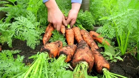 Agricultura al Día / Así es un cultivo de zanahoria - YouTub