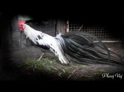 Bbred, Golden, and Silver Phoenix Rooster - Photo - YouTube