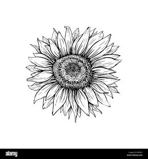 Wildflower line icon Black and White Stock Photos & Images -