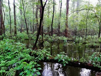 Wetland Project Summaries (NC DWR) : North Carolina Wetlands