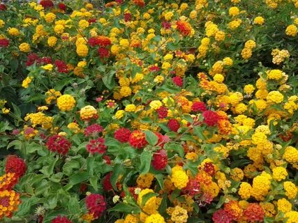 Colorful Lantana - Tjs Garden