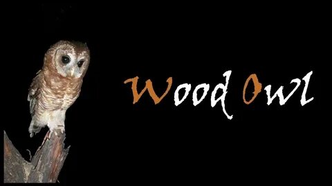 African Wood owl Bird Call Kruger National Park Stories Of T