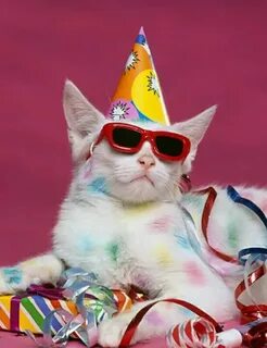 Party cat Cat birthday, Kittens cutest, Crazy cats