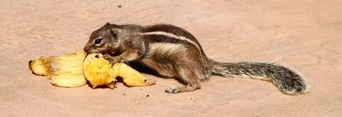 /fuerteventura+squirrel+latinul