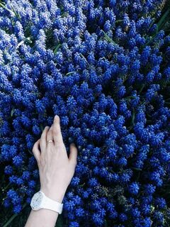 #flower #flowergirl #flowering #flowergram #blue #turkey #is