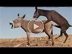 Murrah Donkey Mating - скачать музыку бесплатно - 2022